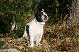 BOULEDOGUE FRANCAIS 1173